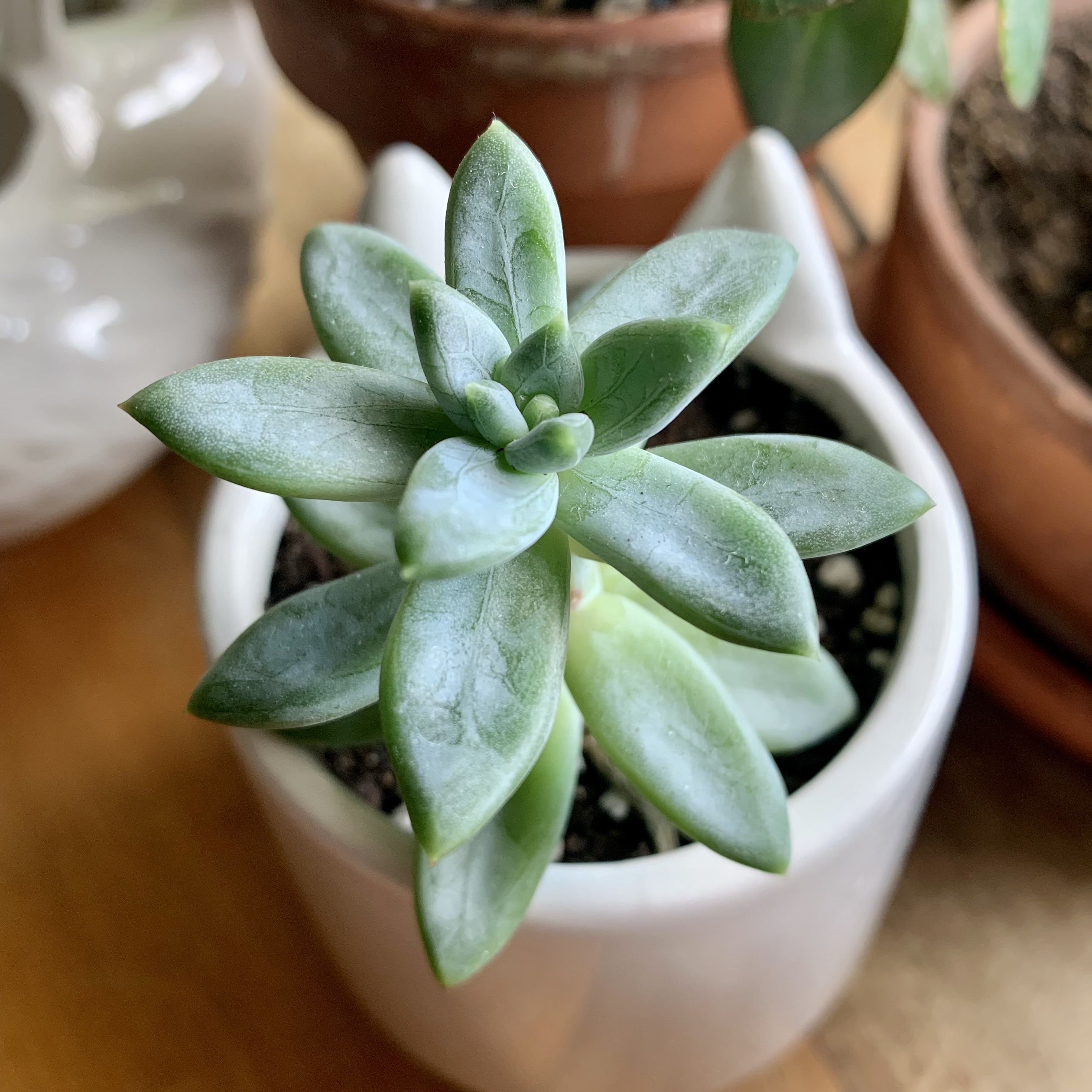 Healthy Little Jewel succulent in a white pot with visible soil.