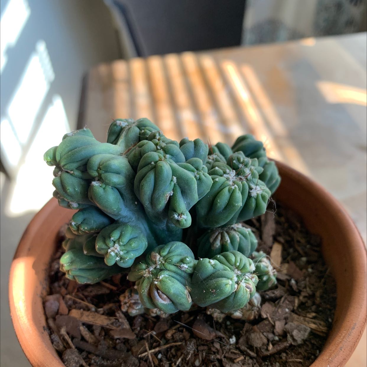 Ming Thing Cactus in a terracotta pot with visible soil, well-framed and in focus.