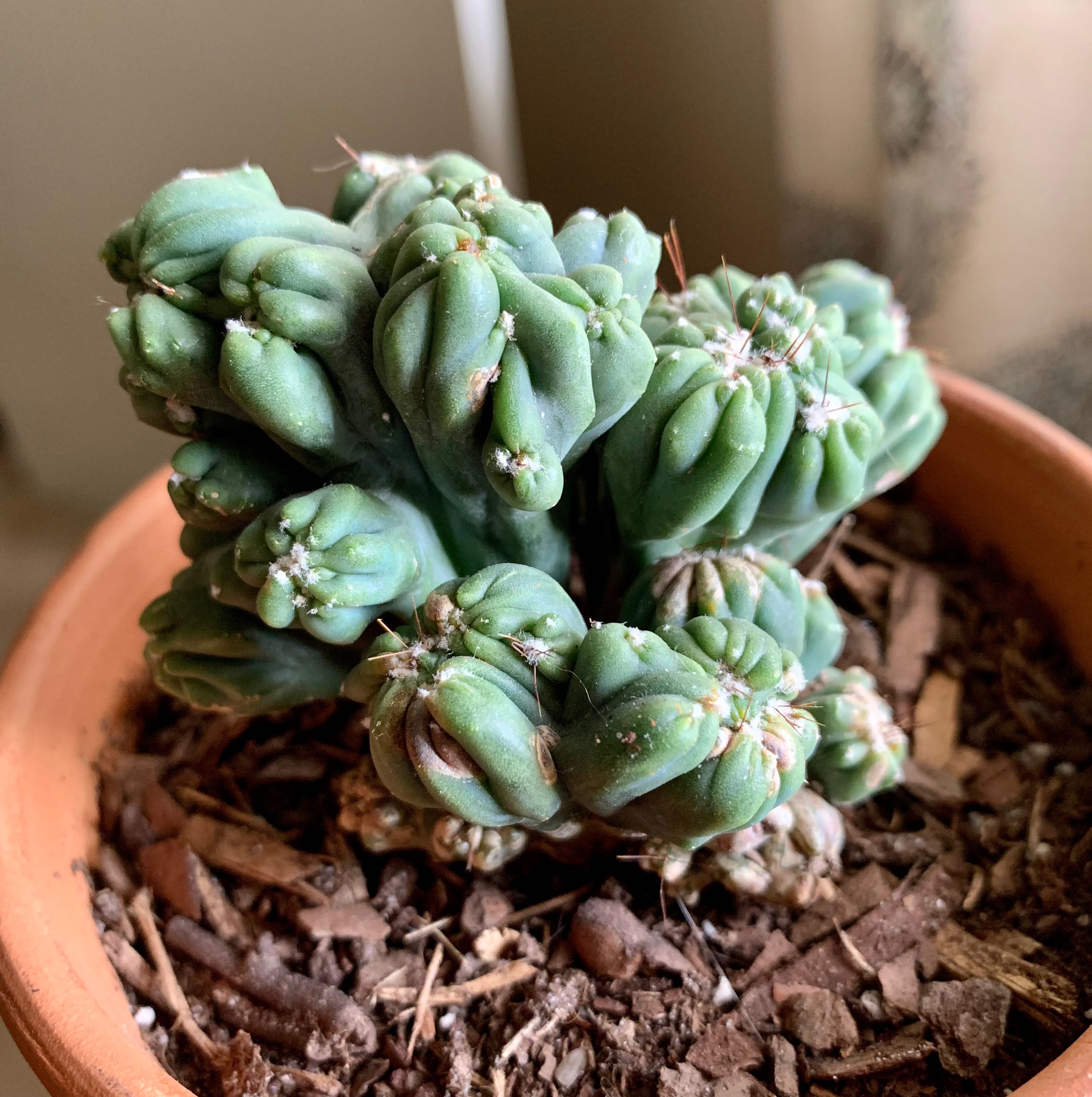 Ming Thing Cactus in a terracotta pot with visible soil, well-framed and in focus.