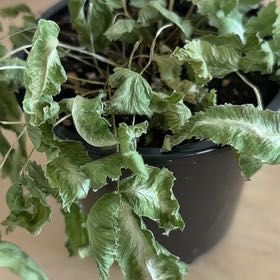 Plant care for Lomariopsis congoensis on Greg, the plant care app
