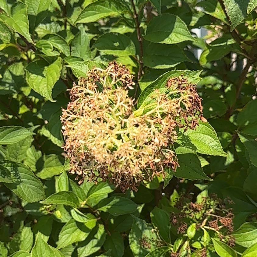 Photo of the plant species Hydrangea Paniculata by @BigwigMingfern named Harry on Greg, the plant care app