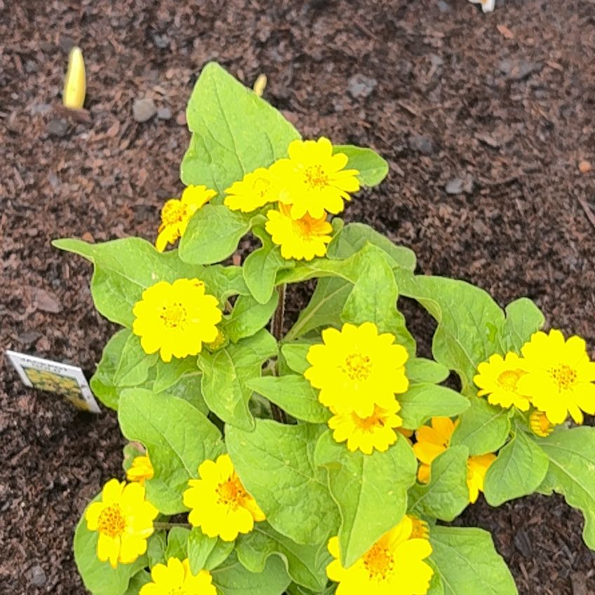 Photo of the plant species Botón De Oro by @GemMatgrass92 named Gates on Greg, the plant care app