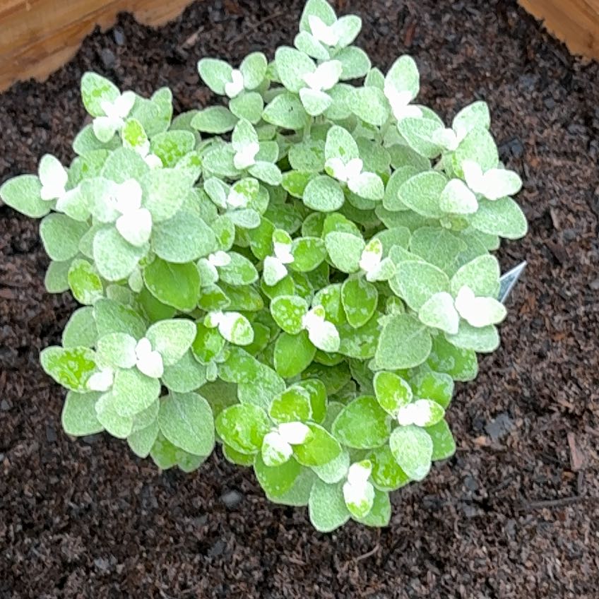 Photo of the plant species Trailing Dusty Miller by @GemMatgrass92 named Harry on Greg, the plant care app