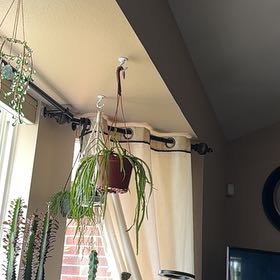 Photo of the plant species Rhipsalis baccifera by @RadAloeyucca70 named Marilyn on Greg, the plant care app
