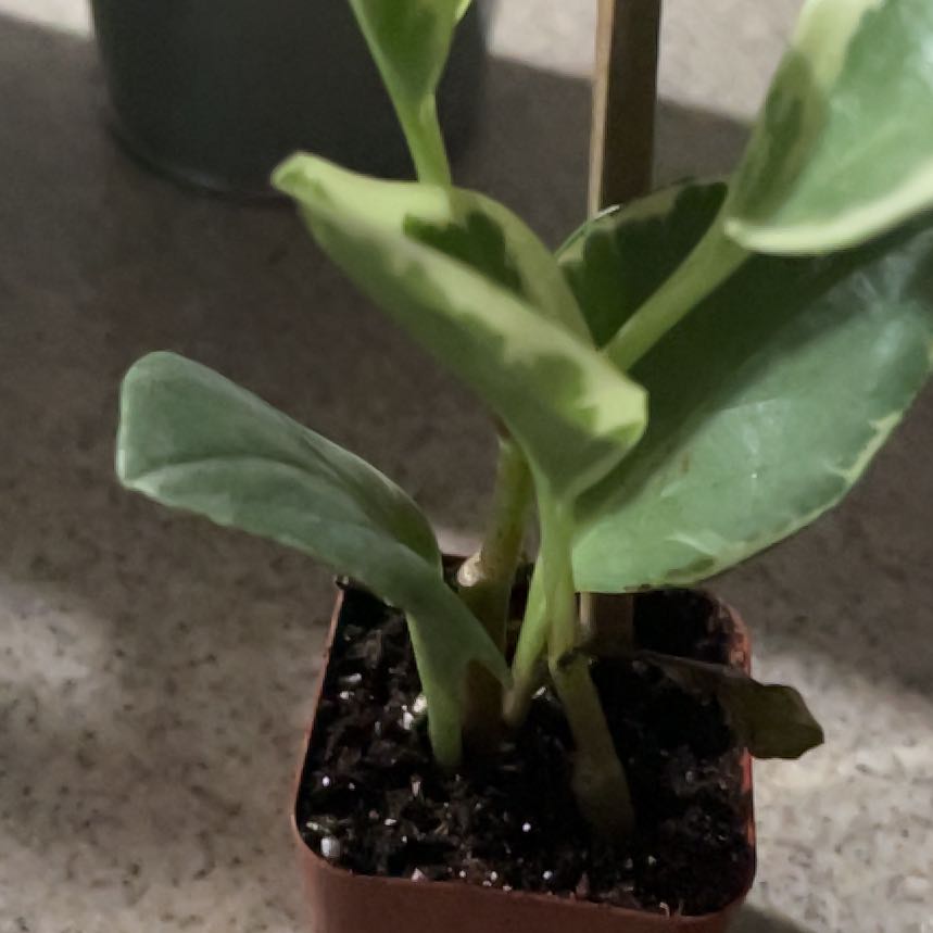 Photo of the plant species Blond Plantain by @KookyMystax27 named Miley on Greg, the plant care app