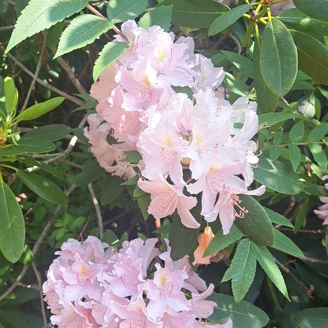 Photo of the plant species Western Azalea by @StackedLychee named Aristotle on Greg, the plant care app