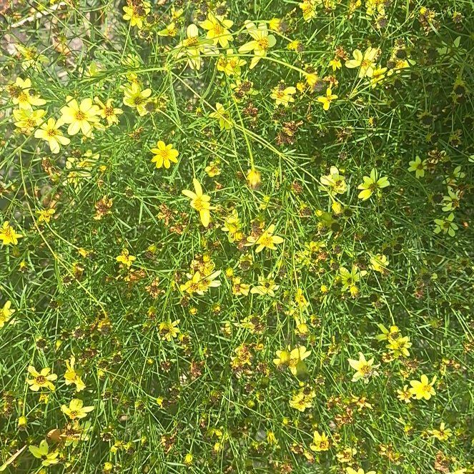 Photo of the plant species Arizona Beggarticks by @StackedLychee named Leaf Erickson on Greg, the plant care app