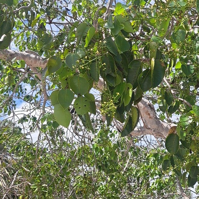 Photo of the plant species Bodhi Tree by @StackedLychee named Sir Plancelot on Greg, the plant care app