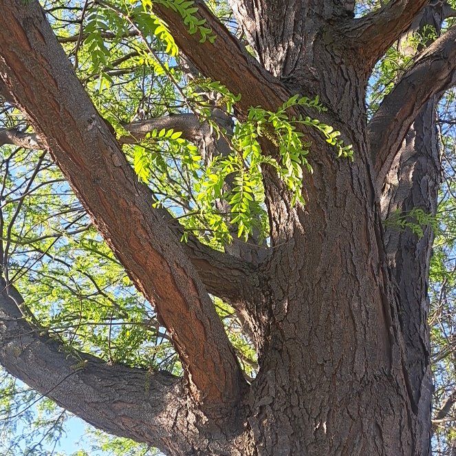Photo of the plant species Common Honeylocust by @StackedLychee named Ronaldo on Greg, the plant care app