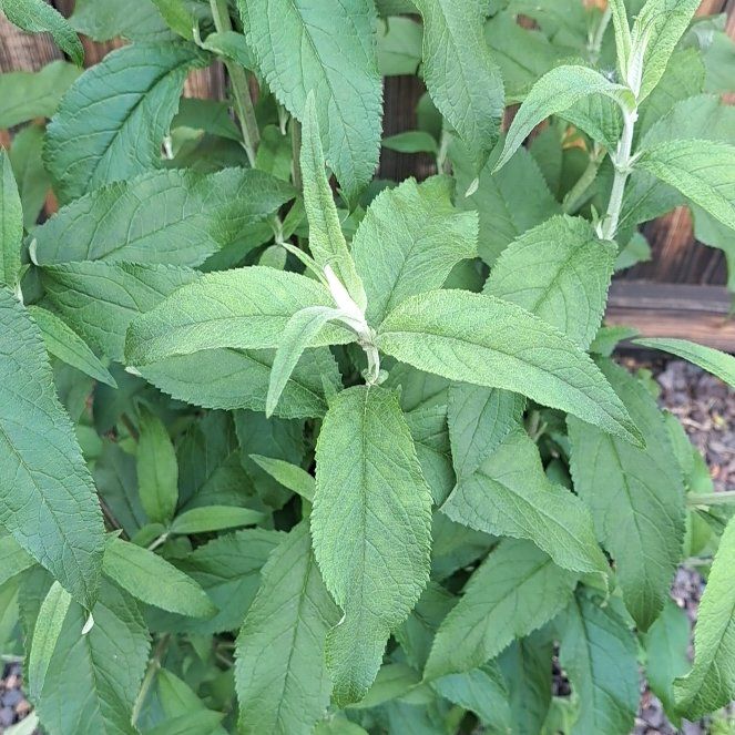Photo of the plant species Orange Eye Butterflybush by @StackedLychee named Sproutacus on Greg, the plant care app