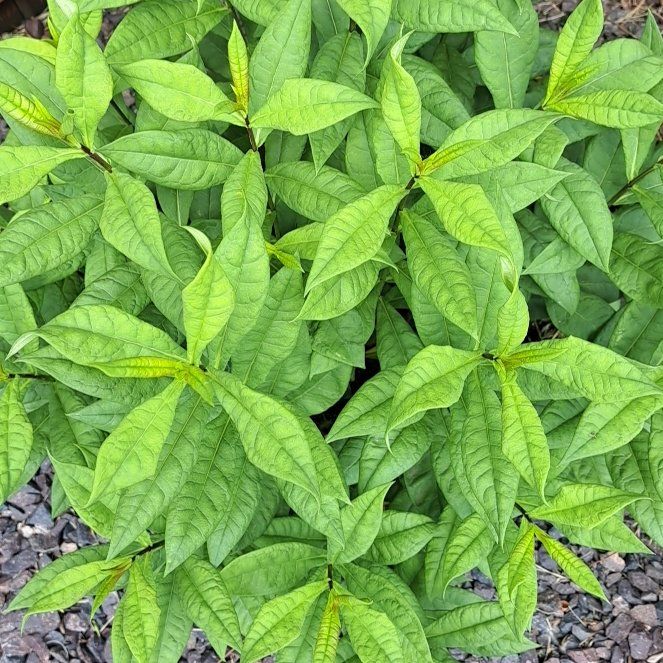 Photo of the plant species Garden Phlox by @StackedLychee named Nithin on Greg, the plant care app
