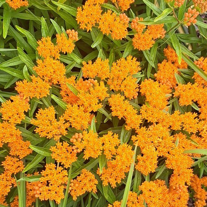 Photo of the plant species Butterfly Weed by @StackedLychee named Kesha on Greg, the plant care app
