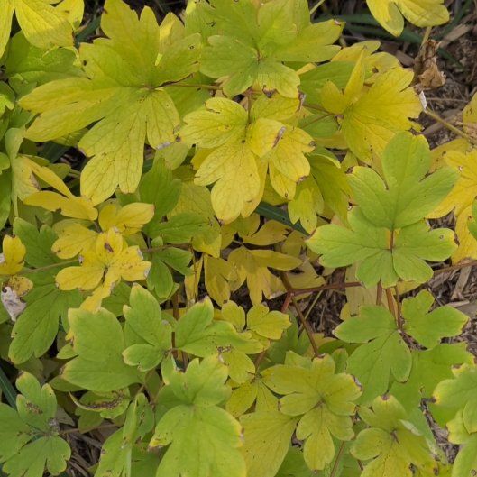 Photo of the plant species Asian Bleeding-Heart by @StackedLychee named Pax on Greg, the plant care app