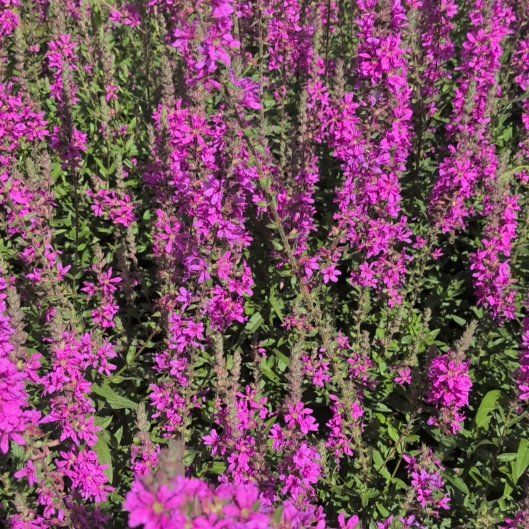 Photo of the plant species Purple Loosestrife by @StackedLychee named Spike Leaves on Greg, the plant care app
