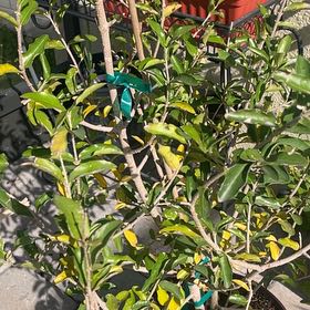 Photo of the plant species Barbados Cherry by @FreshLilacmist named Eva on Greg, the plant care app