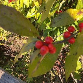 Photo of the plant species Winterberry by @LitheSalsa73 named Tupot amaroot on Greg, the plant care app