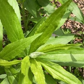 Photo of the plant species Rough Canada Goldenrod by @LitheSalsa73 named Eva on Greg, the plant care app