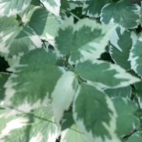 Photo of the plant species Bishop's Goutweed by @LitheSalsa73 named Spike Leaves on Greg, the plant care app