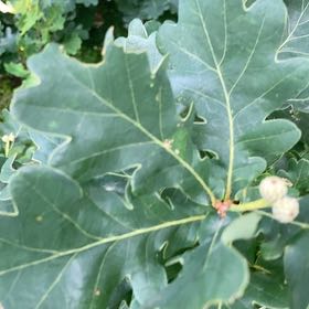 Photo of the plant species English Oak by @LitheSalsa73 named Darwin on Greg, the plant care app