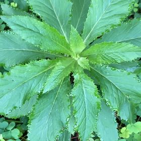 Photo of the plant species American Burnweed by @LitheSalsa73 named Gaga on Greg, the plant care app