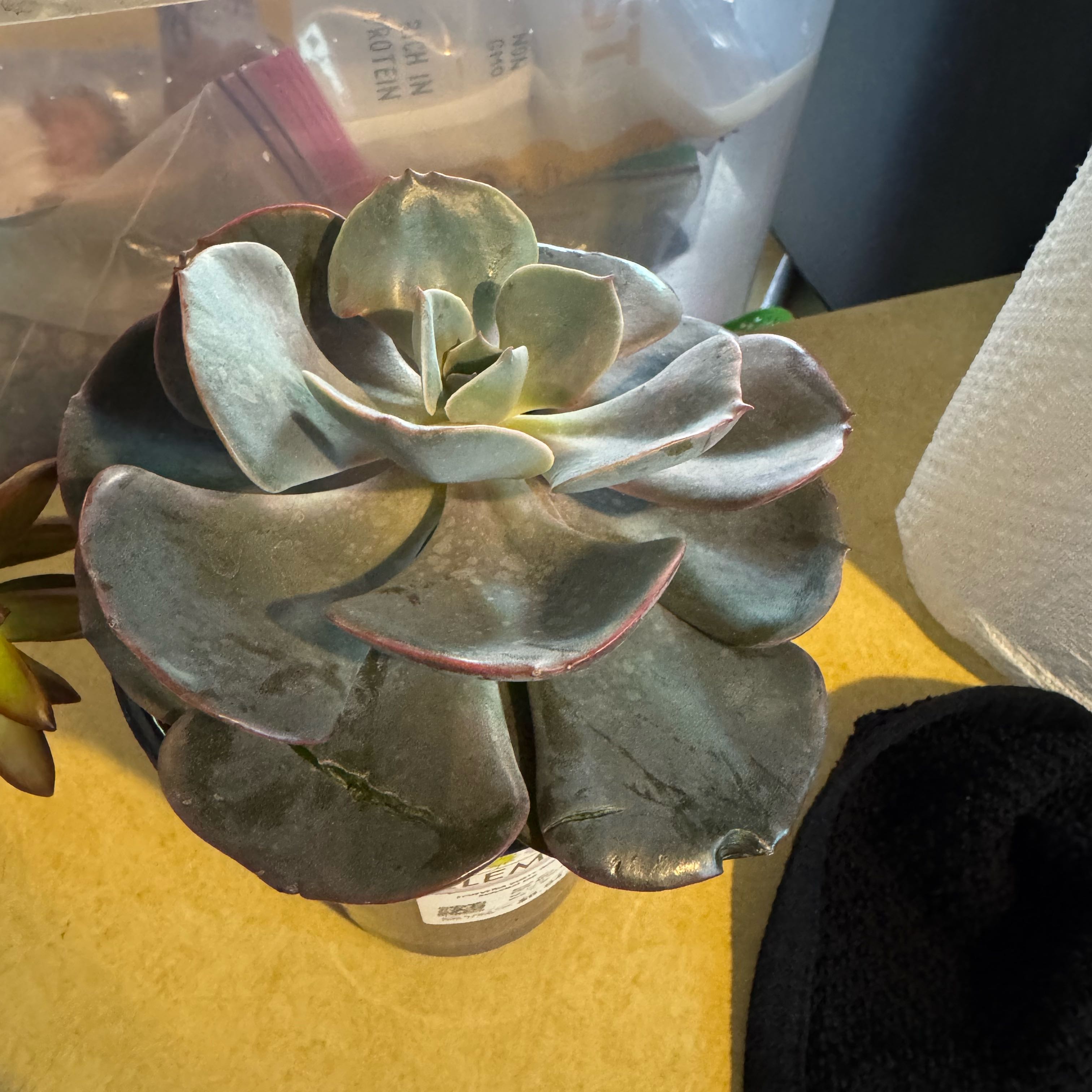 Photo of the plant species Echeveria 'Dusty Rose' by @TopBushhoya90 named Winston on Greg, the plant care app
