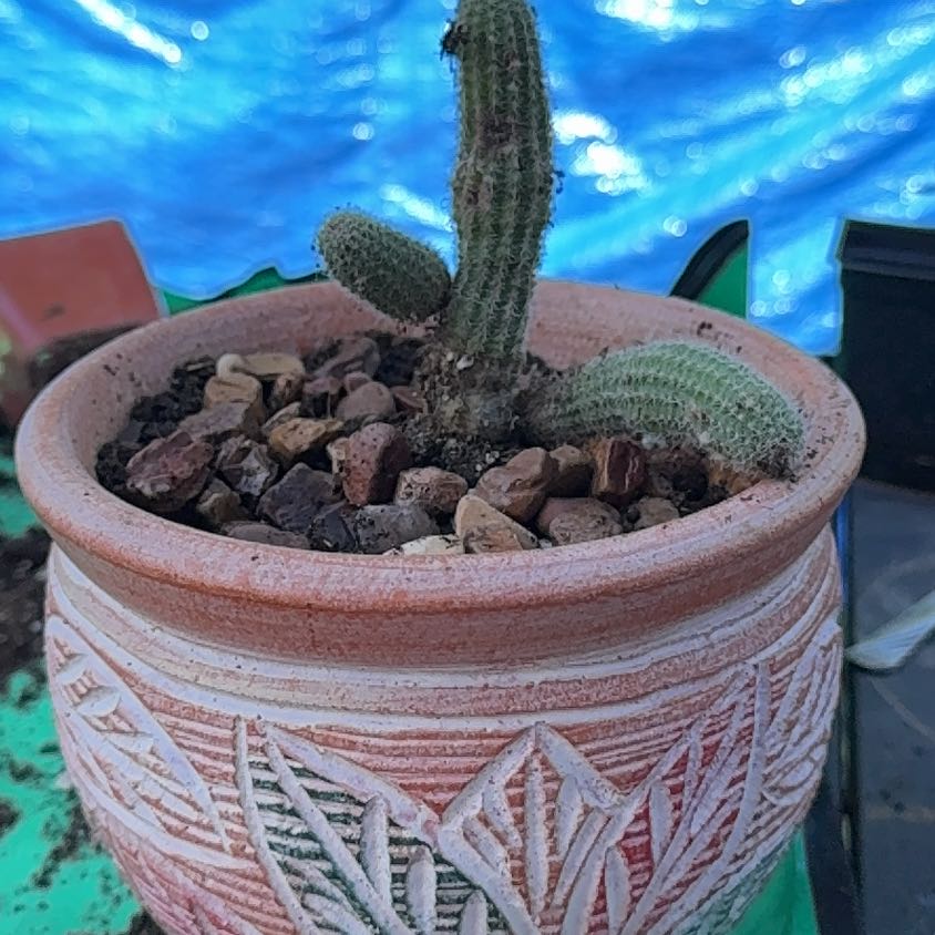 Photo of the plant species Peanut Cactus by @TopBushhoya90 named Spike Leaves on Greg, the plant care app