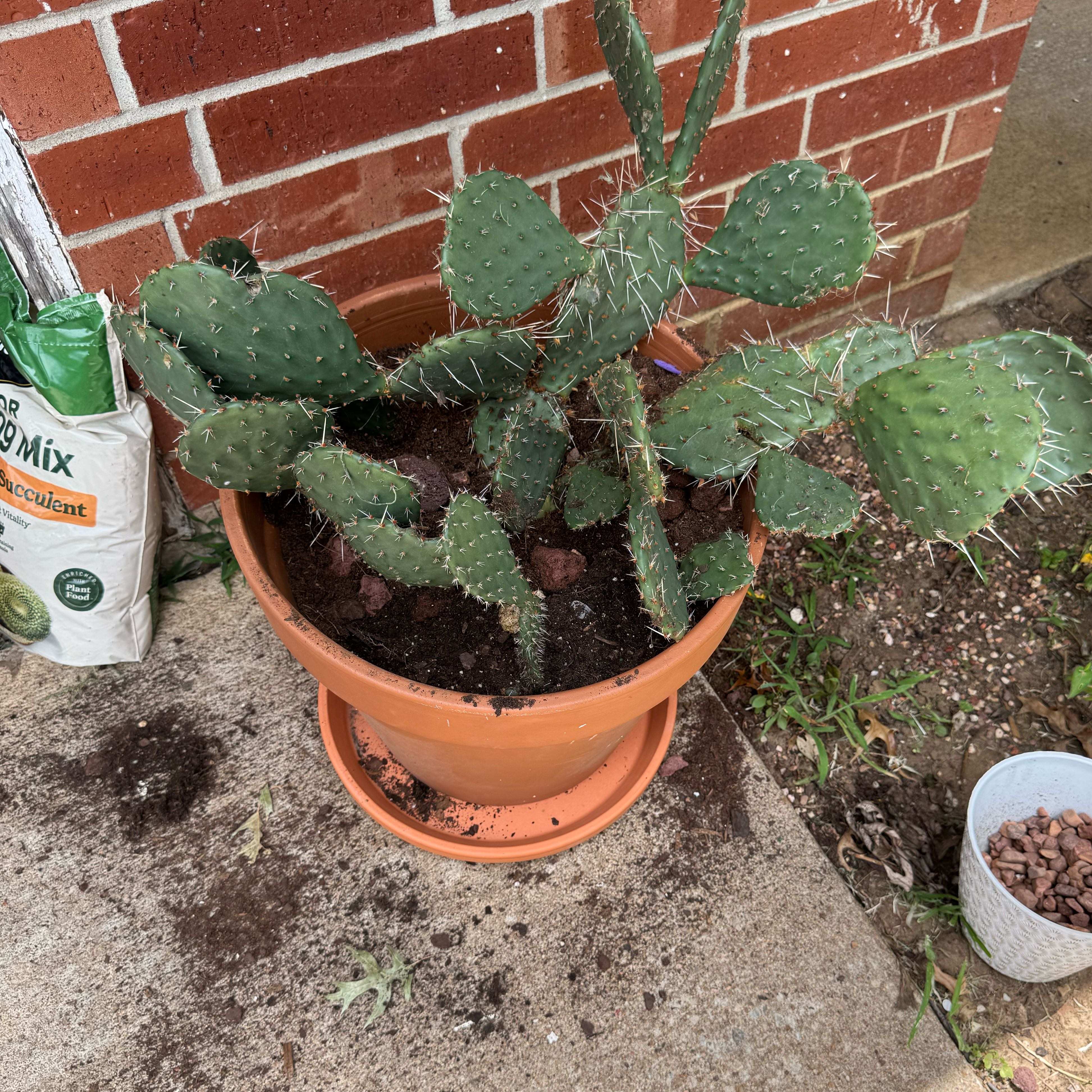 Photo of the plant species Brownspine Prickly Pear by @TopBushhoya90 named Spike on Greg, the plant care app