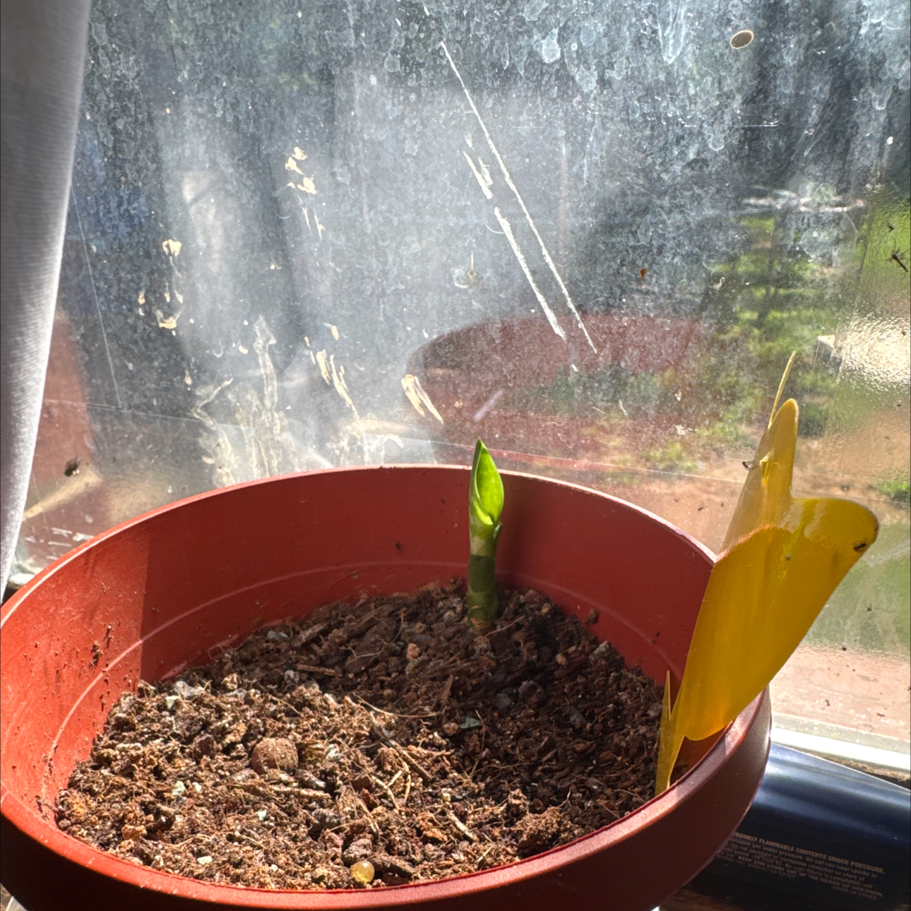 Photo of the plant species Jaboa Sansevieria by @TopBushhoya90 named Beyonce on Greg, the plant care app