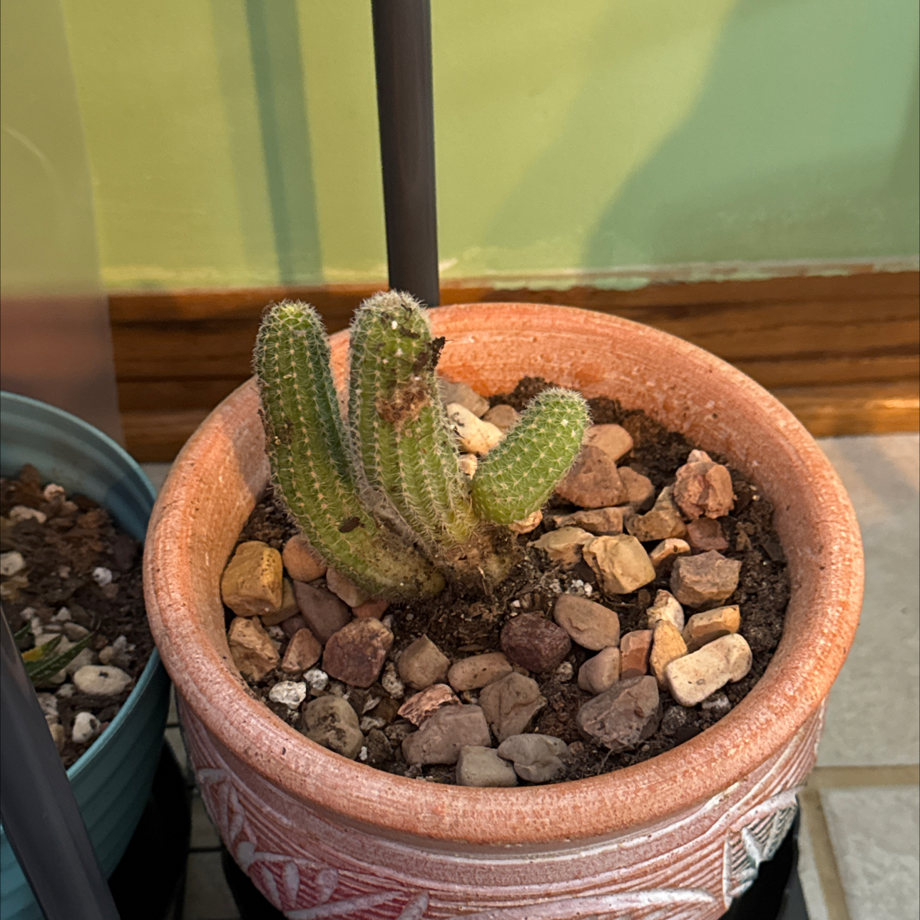 Photo of the plant species Peanut Cactus by @TopBushhoya90 named Spike Leaves on Greg, the plant care app