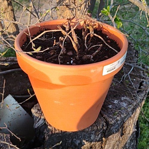 Photo of the plant species Portulacaria afra 'Prostrata' by @GuruLimetuff4 named Sanders on Greg, the plant care app