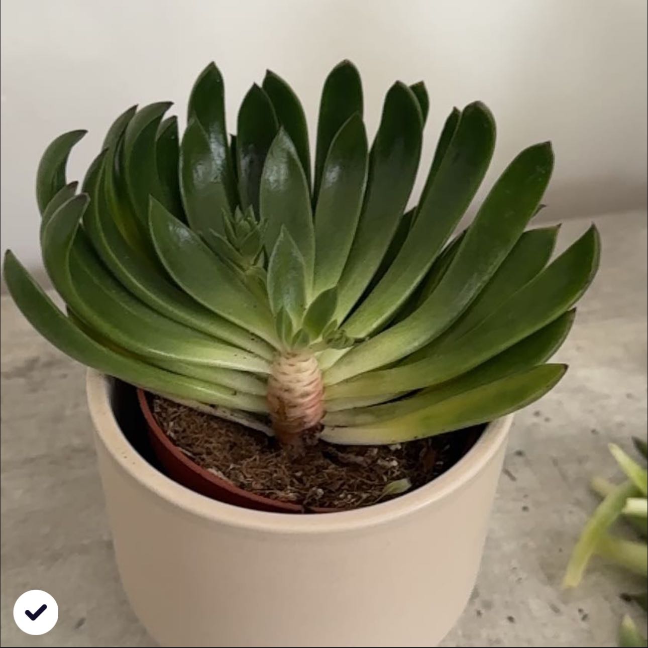 Photo of the plant species Aloe plicatilis by @HolyPigsears19 named Apollo on Greg, the plant care app