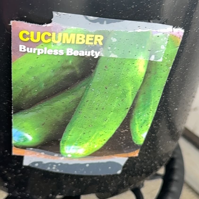 Photo of the plant species Cucumber 'Burpless' by @WarmCassava54 named Sproutacus on Greg, the plant care app