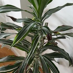 Photo of the plant species Draceana Dragon Tree by @KindheartedMoss named Bodhi on Greg, the plant care app