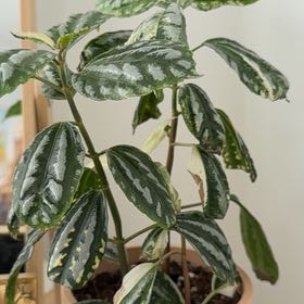 Photo of the plant species Variegated Aluminum Plant by @KindheartedMoss named ChloroPhil on Greg, the plant care app