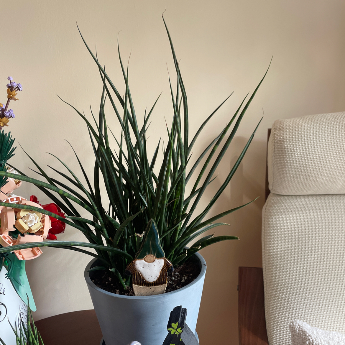 Dracaena 'Mikado' plant in a pot indoors, healthy with long, slender green leaves.