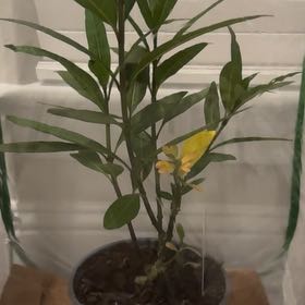 Photo of the plant species Silky Red Milkweed by @MarkedSeaoxeye named Milkweed on Greg, the plant care app
