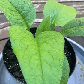 Photo of the plant species Common Comfrey by @QuirkyMymumrose named Sahara on Greg, the plant care app
