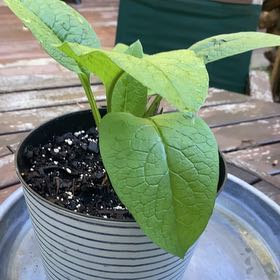 Photo of the plant species False Forget-Me-Not by @QuirkyMymumrose named Spike Leaves on Greg, the plant care app