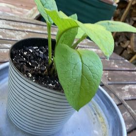 Photo of the plant species Common Comfrey by @QuirkyMymumrose named Emerson on Greg, the plant care app