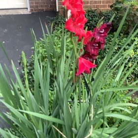 Photo of the plant species Gladiolus by @QuirkyMymumrose named Sigmund on Greg, the plant care app