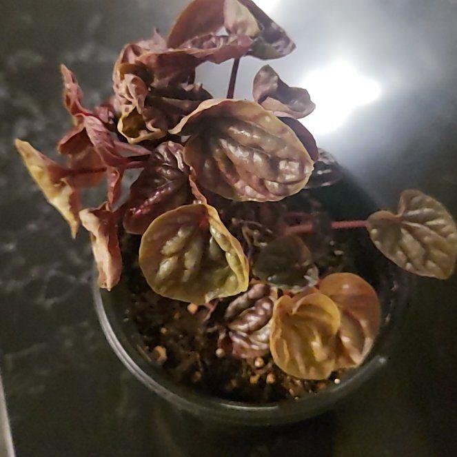 Photo of the plant species Schumi Red Peperomia by @PetiteAraceae named Peperbaby on Greg, the plant care app