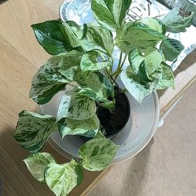 Photo of the plant species Epipremnum 'Happy Leaf' by @Sophieee310 named Sherlock on Greg, the plant care app