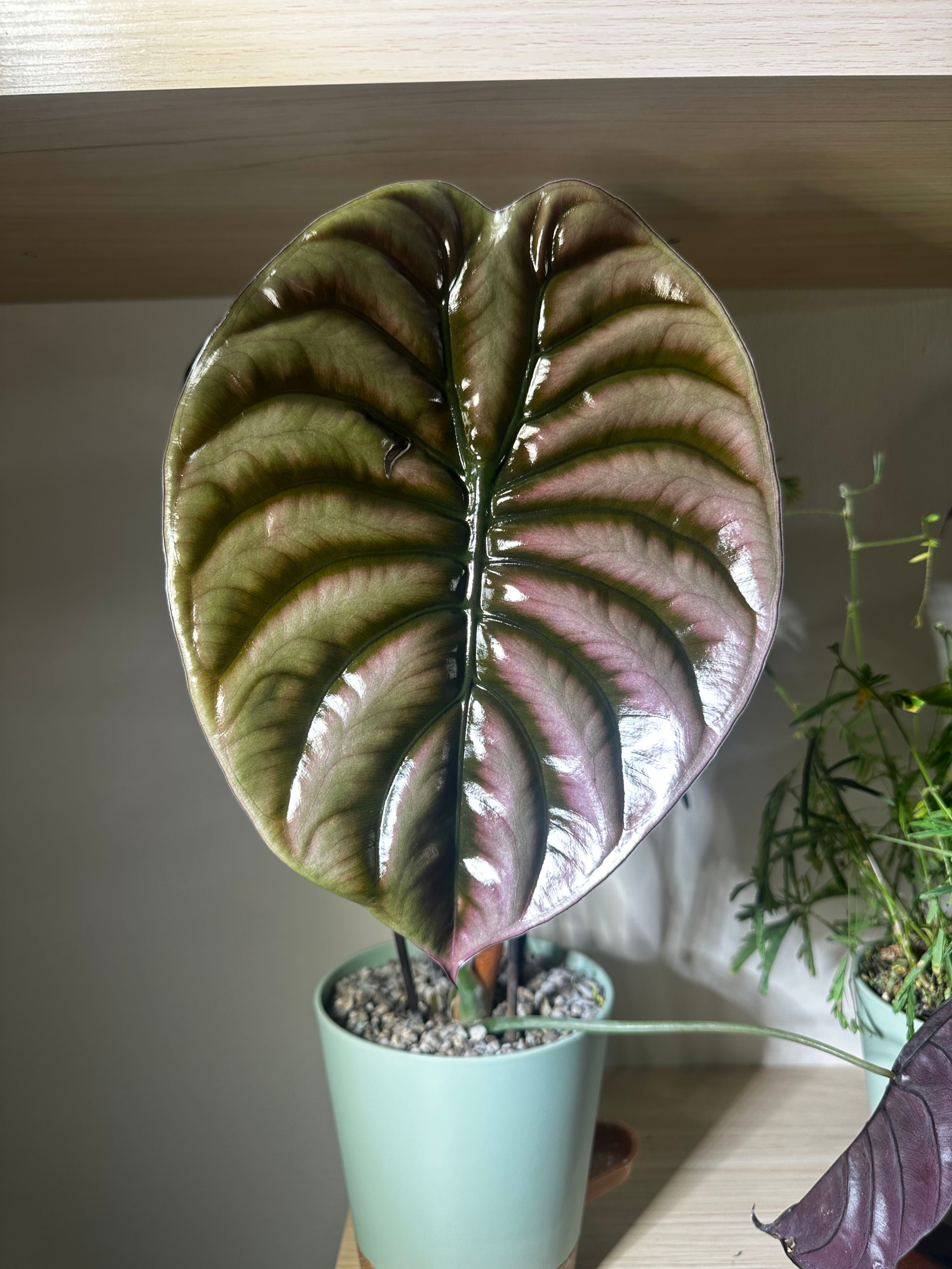 Watsoniana Red Vein Plant Care: Water, Light, Nutrients