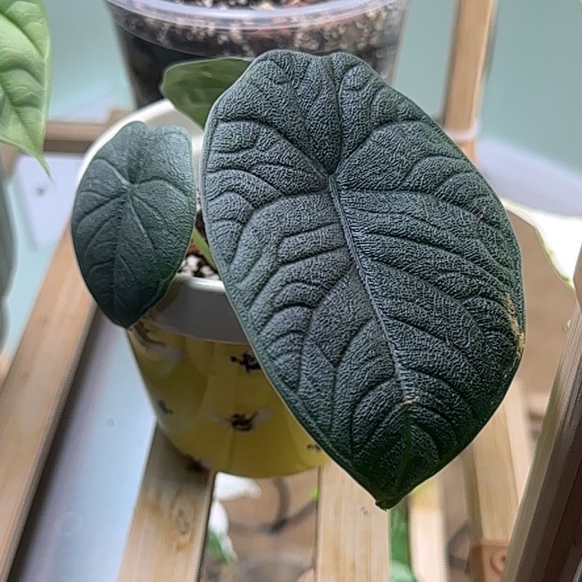 Photo of the plant species Alocasia 'Melo' by @Sophieee310 named Denali on Greg, the plant care app