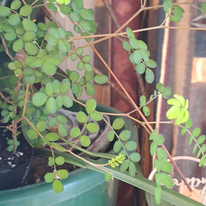 Photo of the plant species Kōwhai by @SpiffyFlamevine named Raukawa on Greg, the plant care app