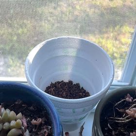 Photo of the plant species Little Marvel Peas by @Save-the-Bees named Mr pea 🫛 on Greg, the plant care app