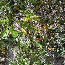 Photo of the plant species Western Marsh Rosemary by @HealthyBeans69 named Harmony on Greg, the plant care app