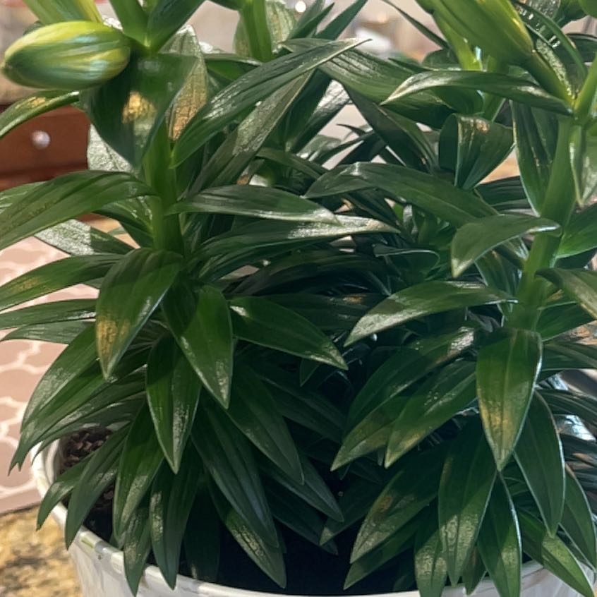 Photo of the plant species Asiatic Lily by @MerryCarobtree8 named Aria on Greg, the plant care app