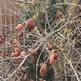Photo of the plant species California Buckeye by @SteamyJackfruit named Diana on Greg, the plant care app
