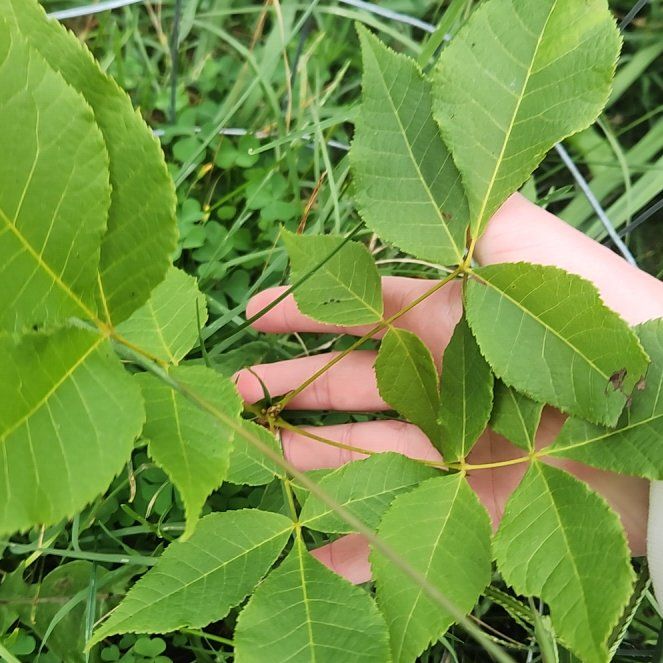 Photo of the plant species Black Hickory by @MasterMungbeans named Sir Plancelot on Greg, the plant care app